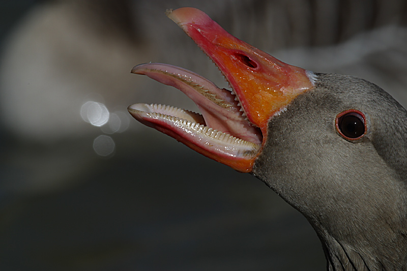 Vorsicht vor der Gans Foto & Bild | tiere, wildlife, wild lebende vögel