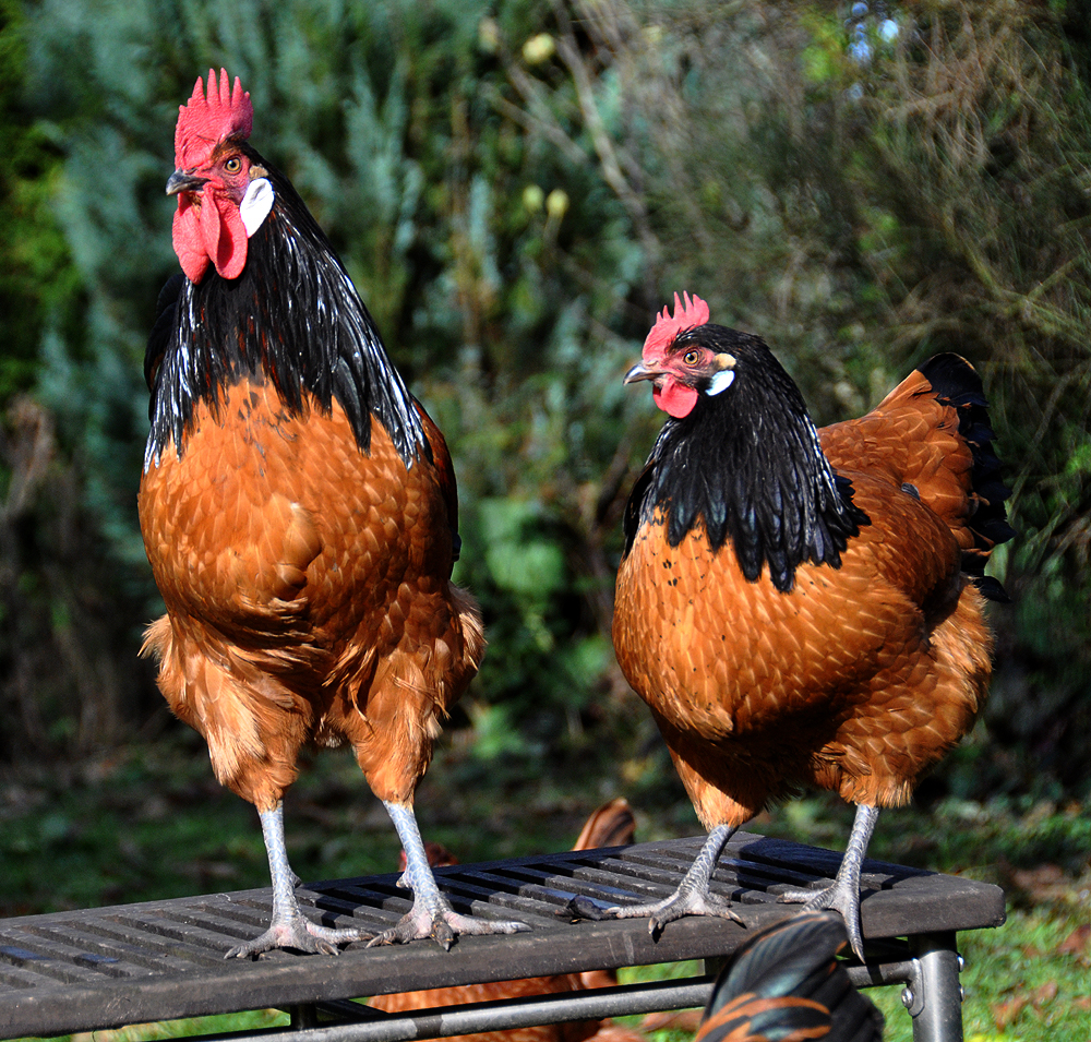 Vorwerk-Hühner Foto & Bild | tiere, haustiere, nutztiere Bilder auf