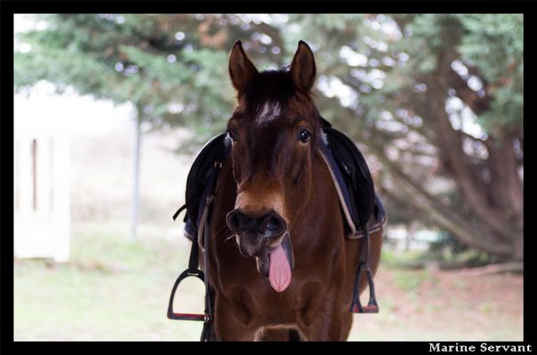 << Vous ne pouvez demander à n'importe qui de devenir votre ami. Le cheval il suffit simplement>>