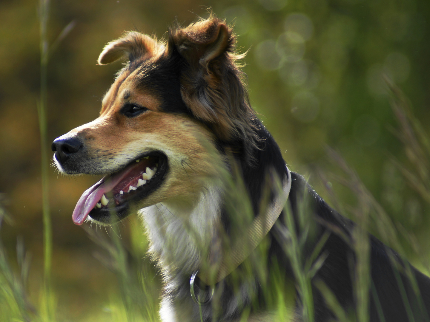 Wachhund Foto &amp; Bild tiere, haustiere, hunde Bilder auf