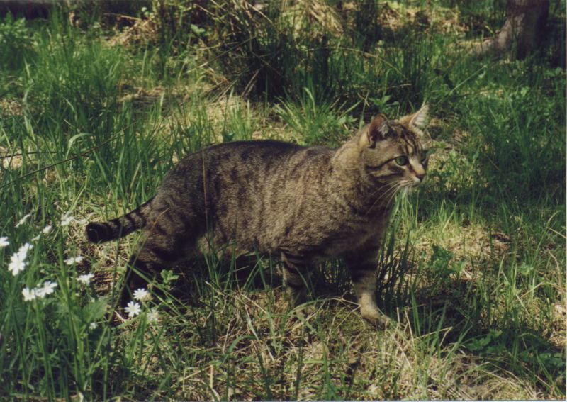 Bildergebnis für Katzen im wald