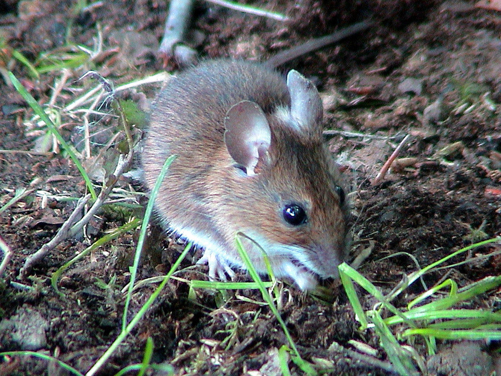 Waldmaus im Garten Foto & Bild tiere, wildlife, säugetiere Bilder auf