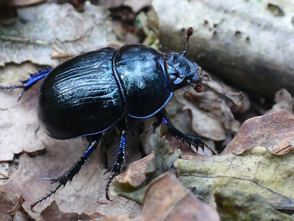 Waldmistkäfer Foto & Bild tiere, wildlife, insekten Bilder auf