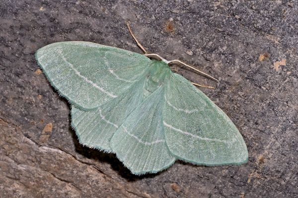 Waldreben-Grünspanner (Hemistola chrysoprasaria) - La phalène printanière.
