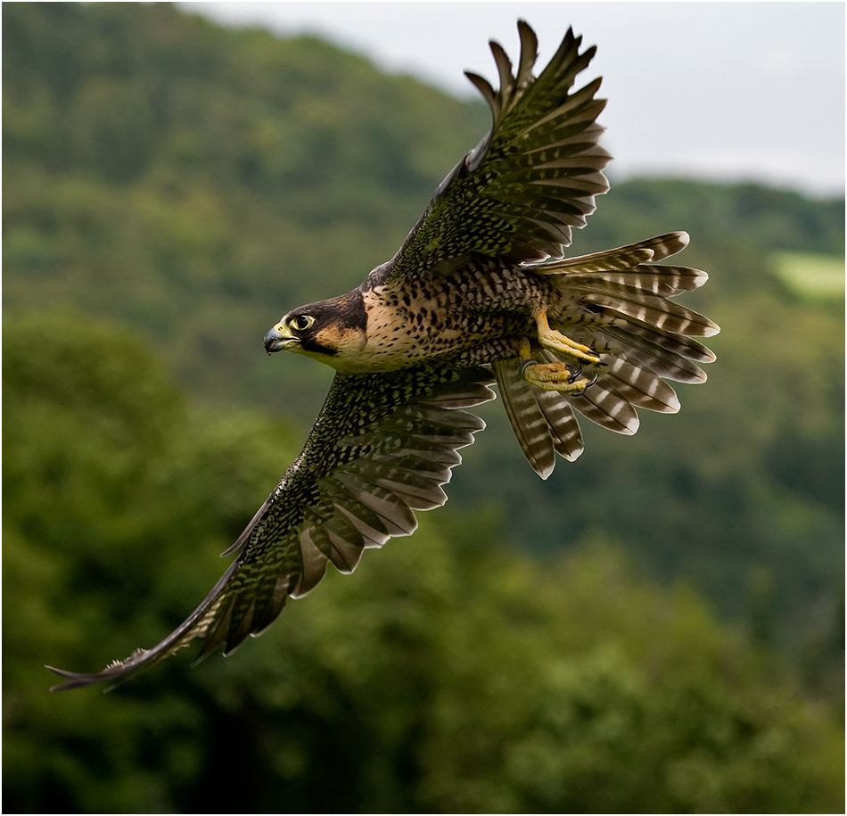 Wanderfalke Foto & Bild | tiere, zoo, wildpark & falknerei, vögel