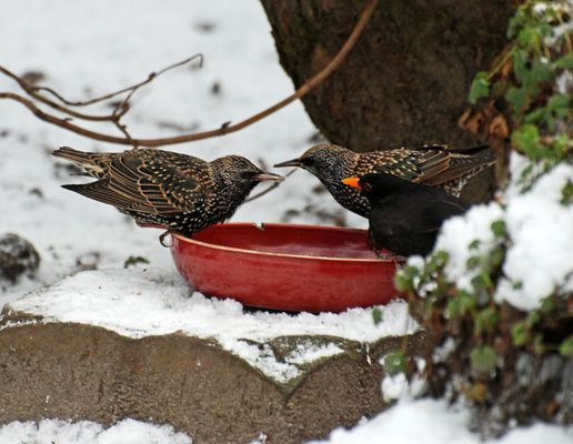 Warum Vögel den Menschen nie verstehen werden: Körner im Winter-Vogelscheuchen im Sommer!