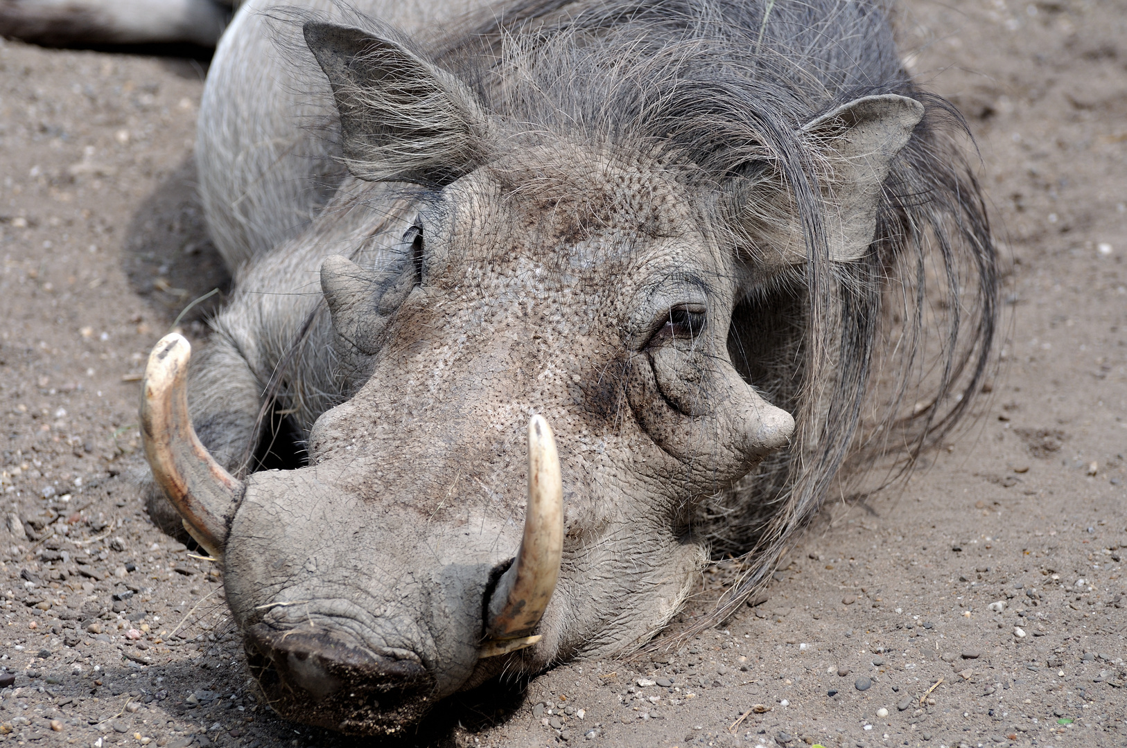 Warzenschwein Foto &amp; Bild | tiere, zoo, wildpark &amp; falknerei ...