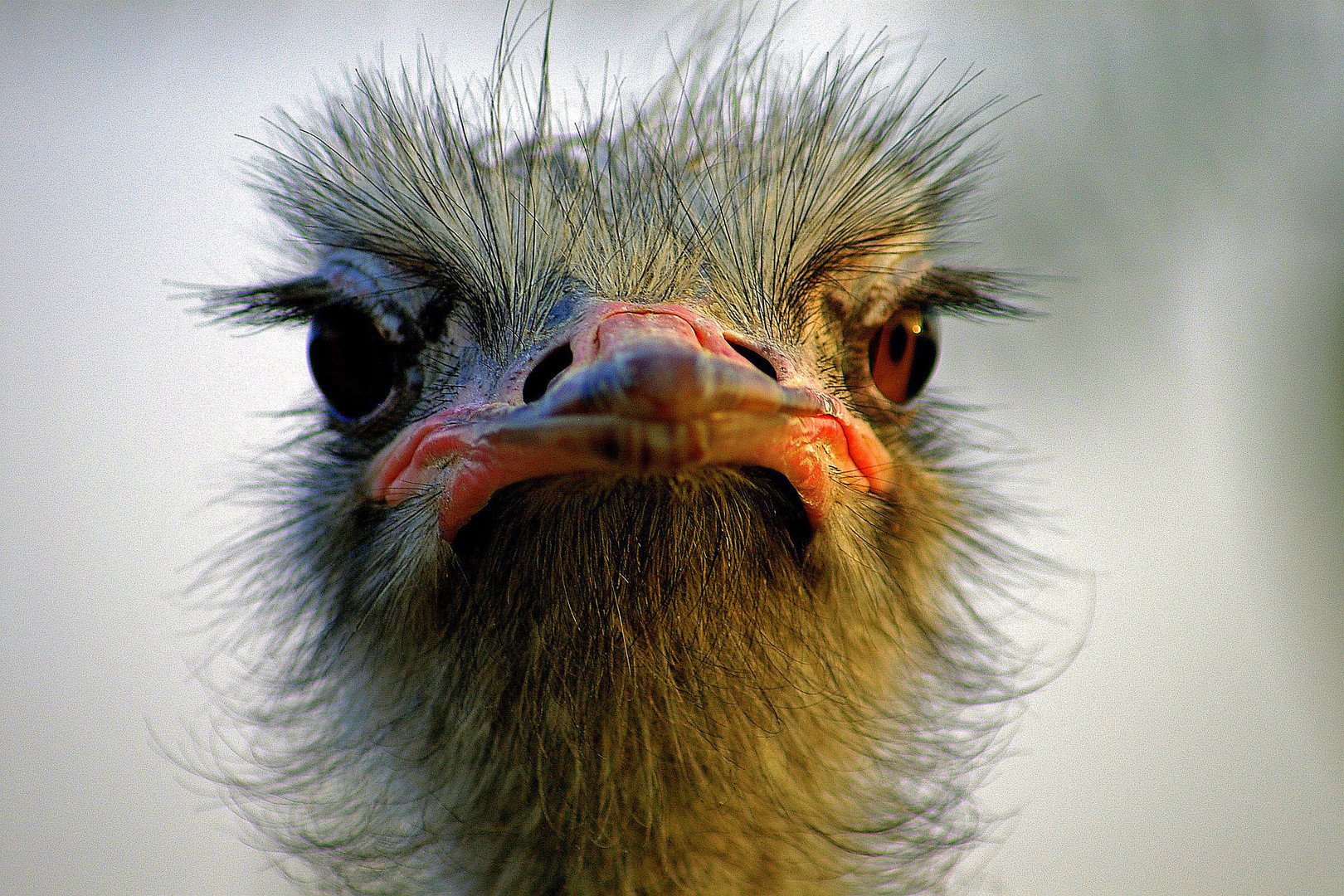 Guckst Du Guckst Du