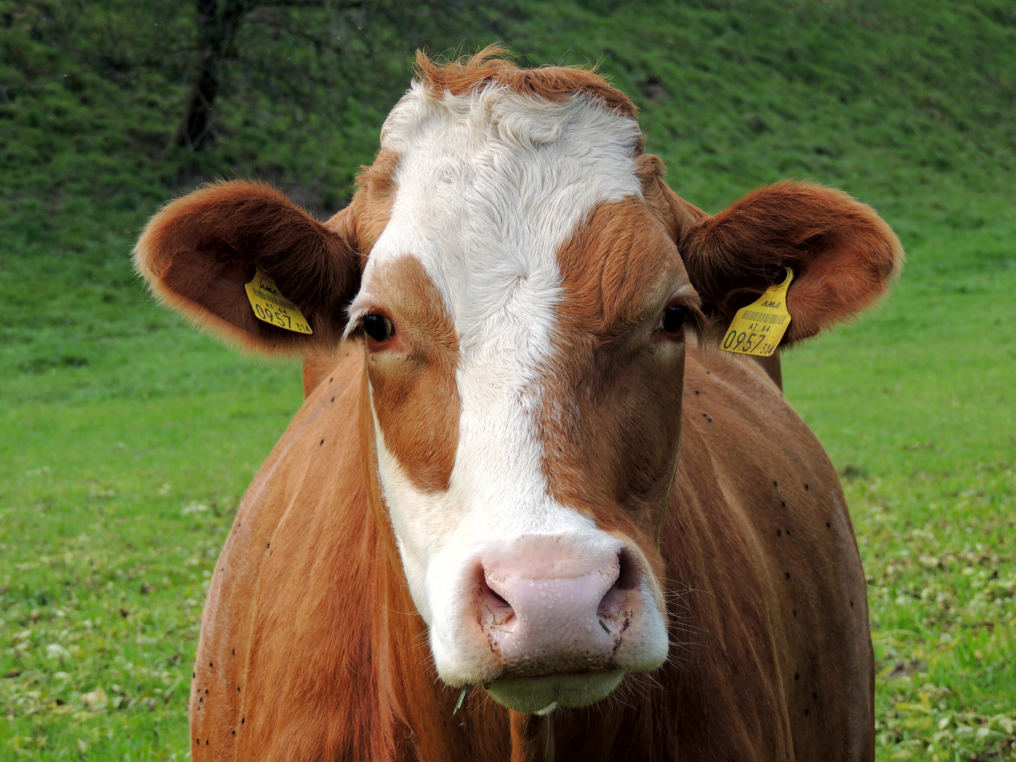 Was heißt hier doofe Kuh !?! Foto & Bild | tiere, haustiere, nutztiere