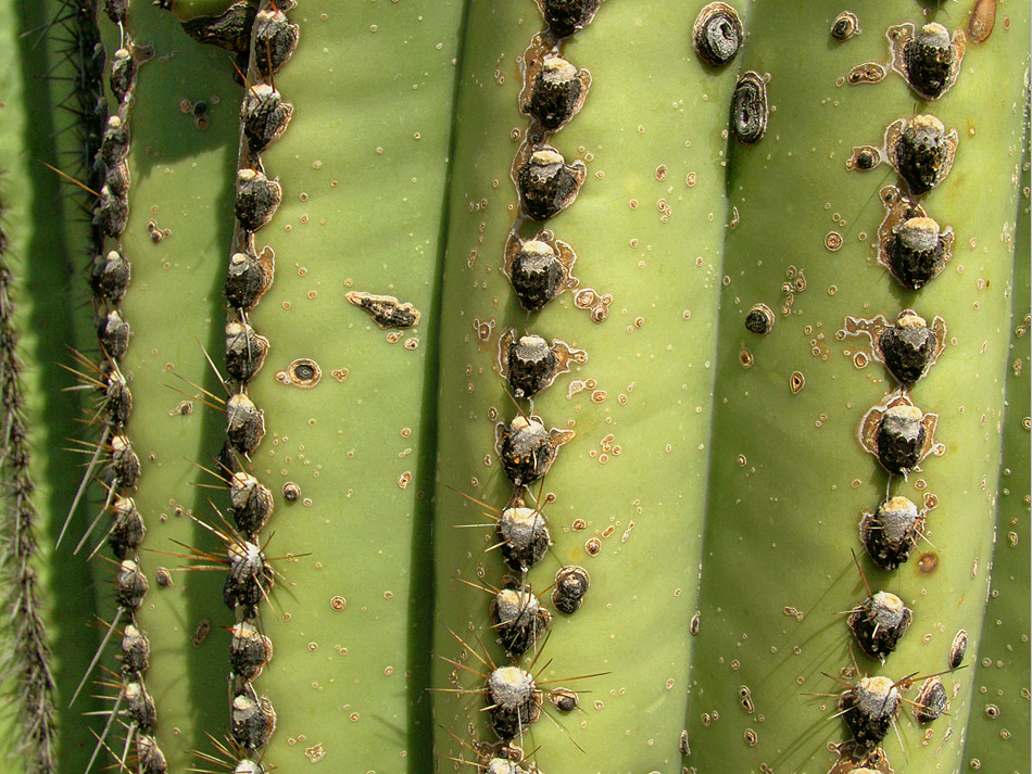 Wasserspeicher Foto & Bild | pflanzen, pilze & flechten, kakteen
