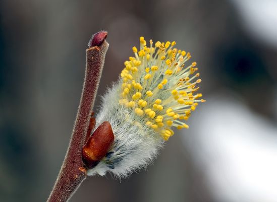Weidenkätzchen, fein und zart! - La douceur du printemps: Chaton de saule!
