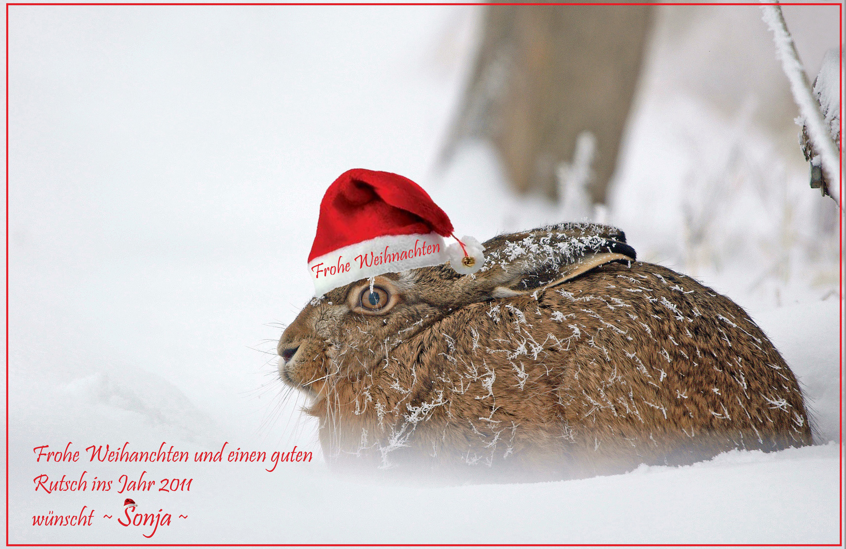 Weihnachtsgruß Foto &amp; Bild | gratulation und feiertage, weihnachten