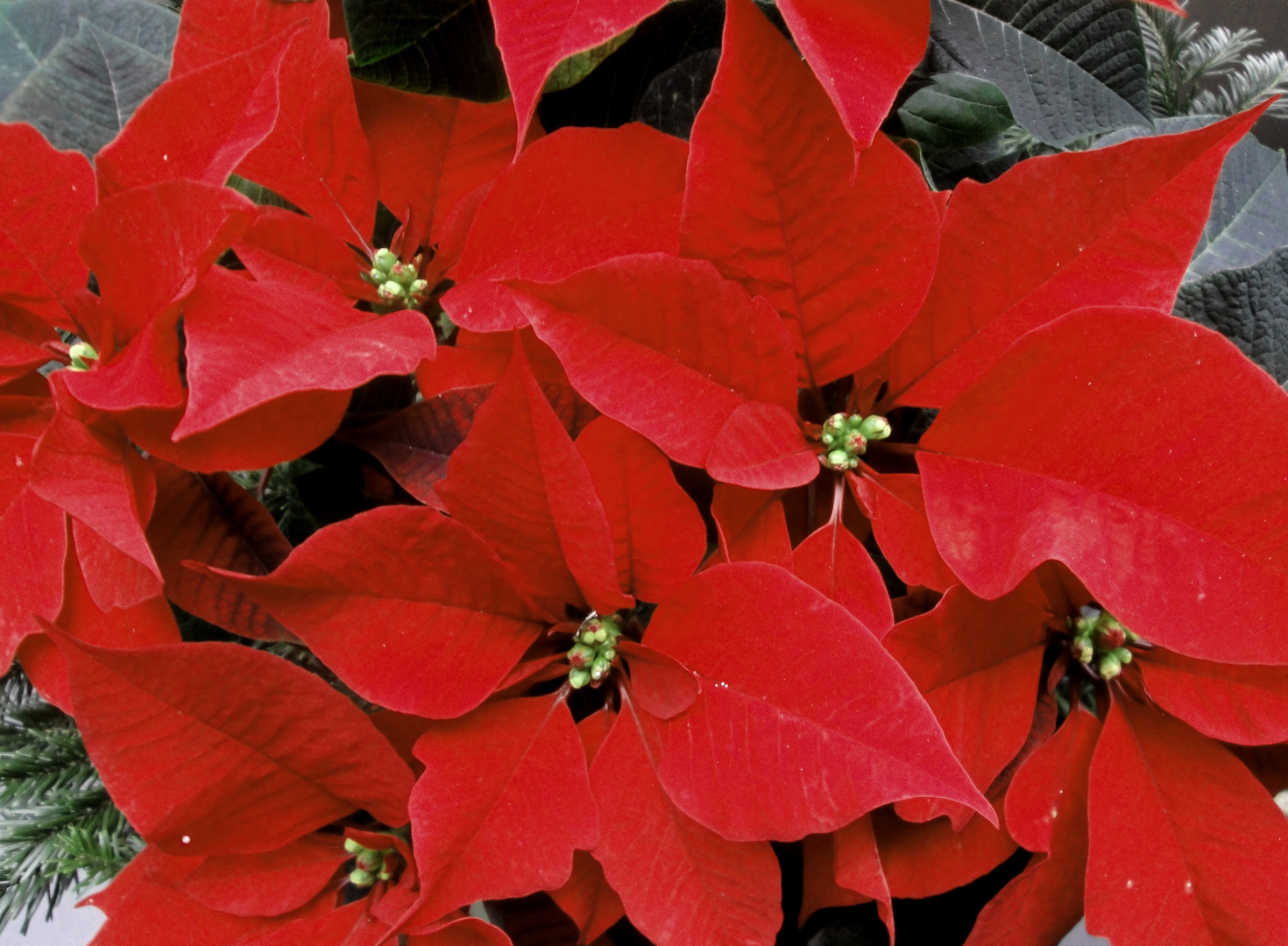 Weihnachtsstern Foto & Bild Pflanzen, Pilze & Flechten, Blüten