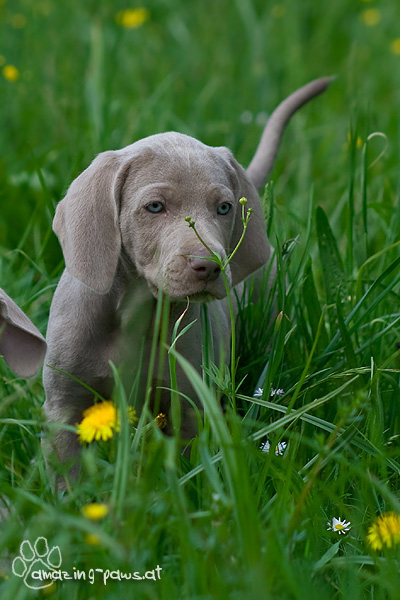 Weimaraner Welpe Weimaraner Welpe