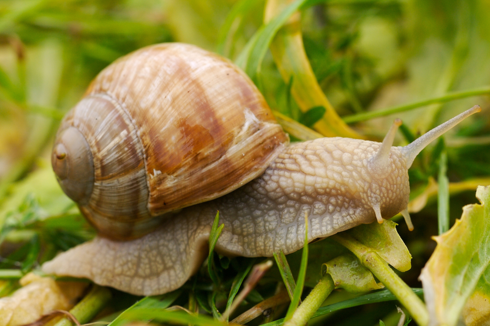 Weinbergschnecke Foto & Bild tiere, wildlife, schnecken & muscheln