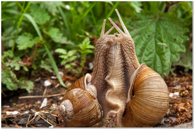Weinbergschnecken bei der Paarung Foto & Bild tiere