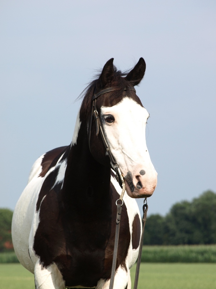 mustang kaufen pferd mustang kaufen pferd