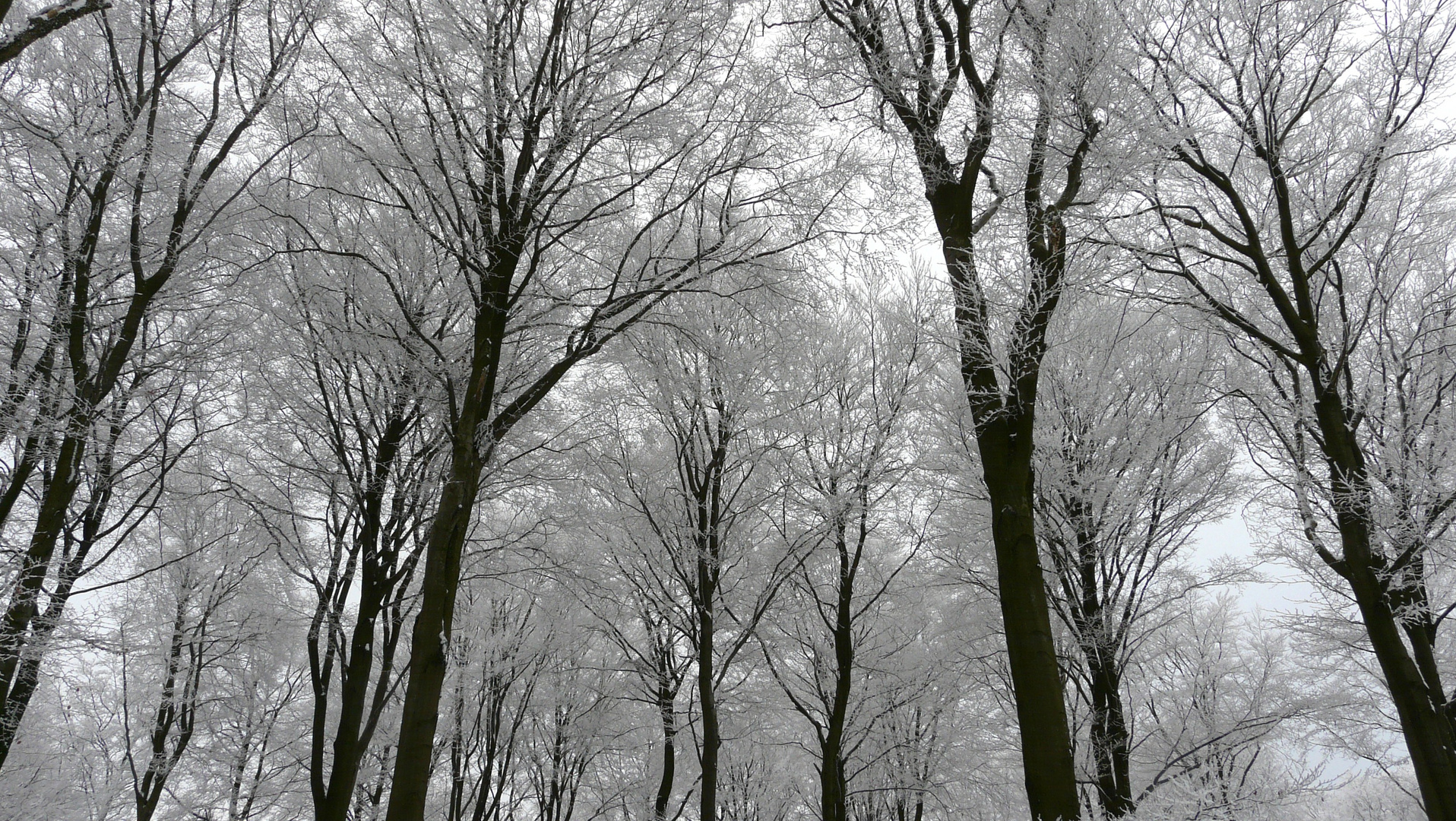 Weiße Bäume Foto & Bild landschaft, wald, natur Bilder auf