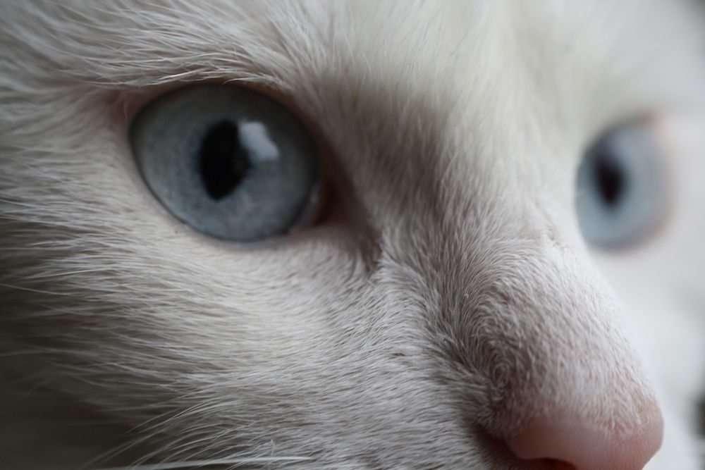Weiße Katze mit Blauen Augen Foto & Bild tiere, haustiere, katzen Bilder auf Weiße Katze mit Blauen Augen Foto & Bild tiere, haustiere, katzen Bilder auf
