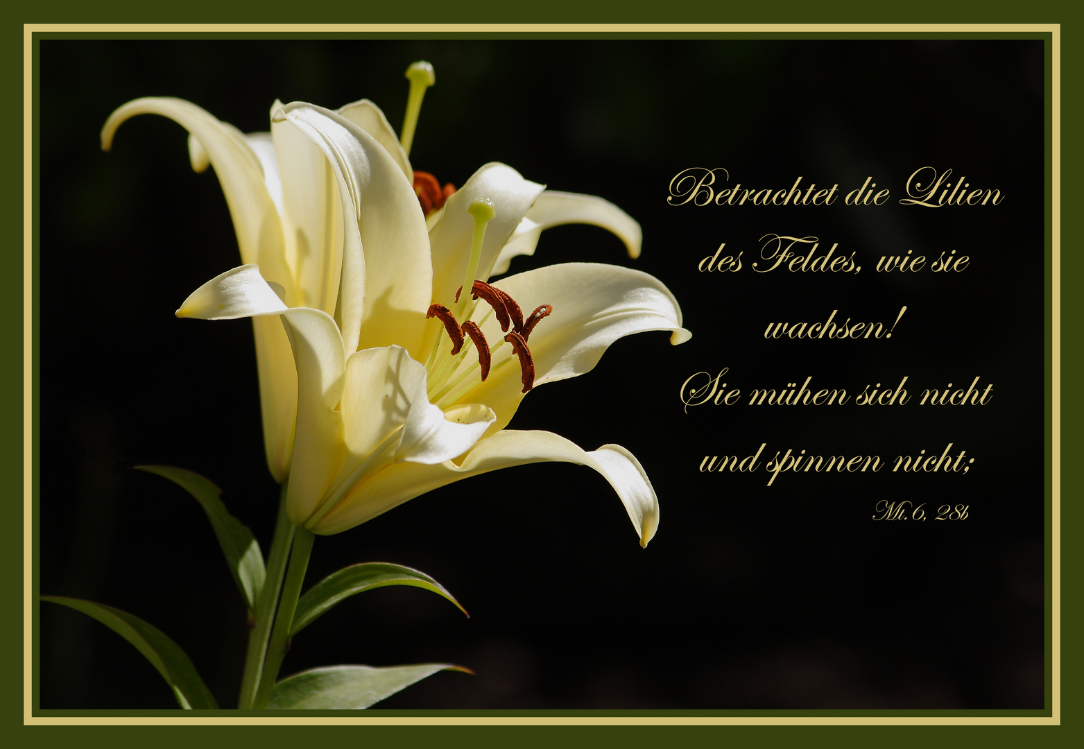 Weiße Lilie Ffm Weiße Lilie Ffm
