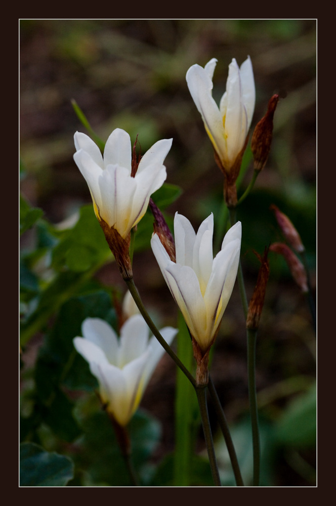 Weisse Lilien Weisse Lilien