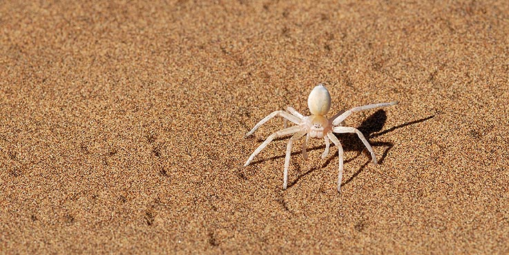 Weisse Spinne im Wüstensand Foto & Bild tiere, wildlife, spinnen