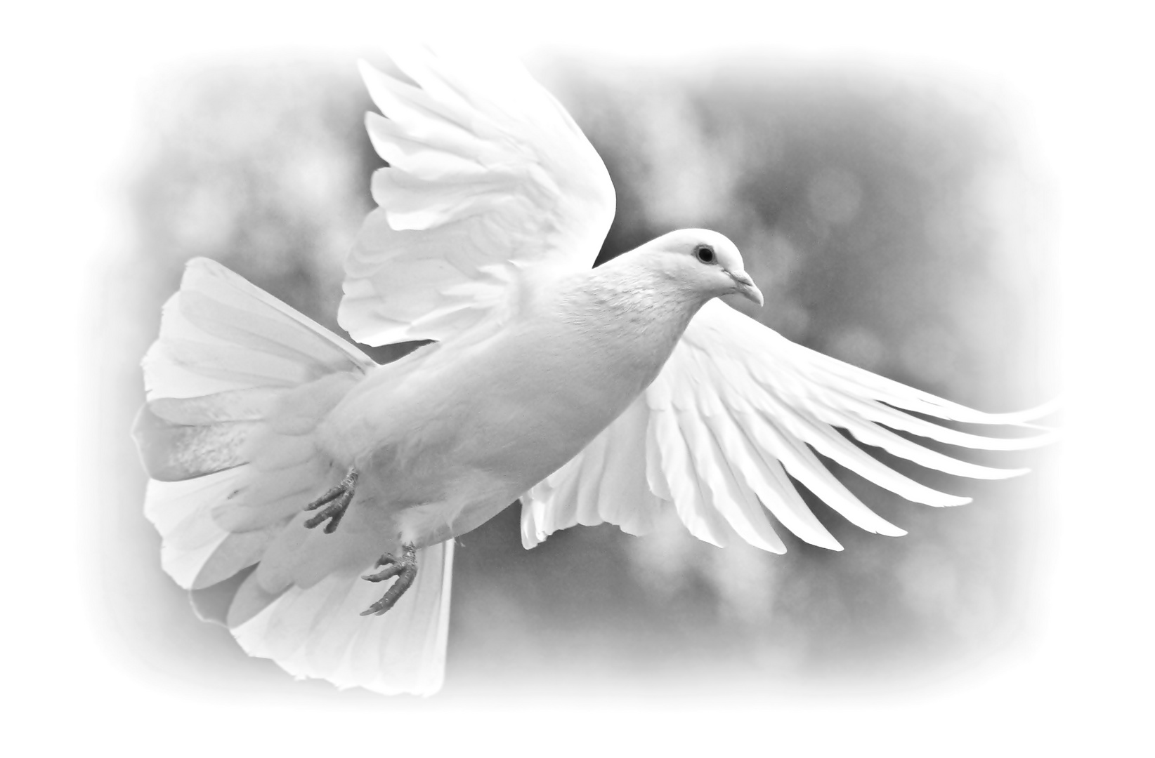 weiße Taube Foto & Bild Natur, natur, tiere Bilder auf weiße Taube Foto & Bild Natur, natur, tiere Bilder auf