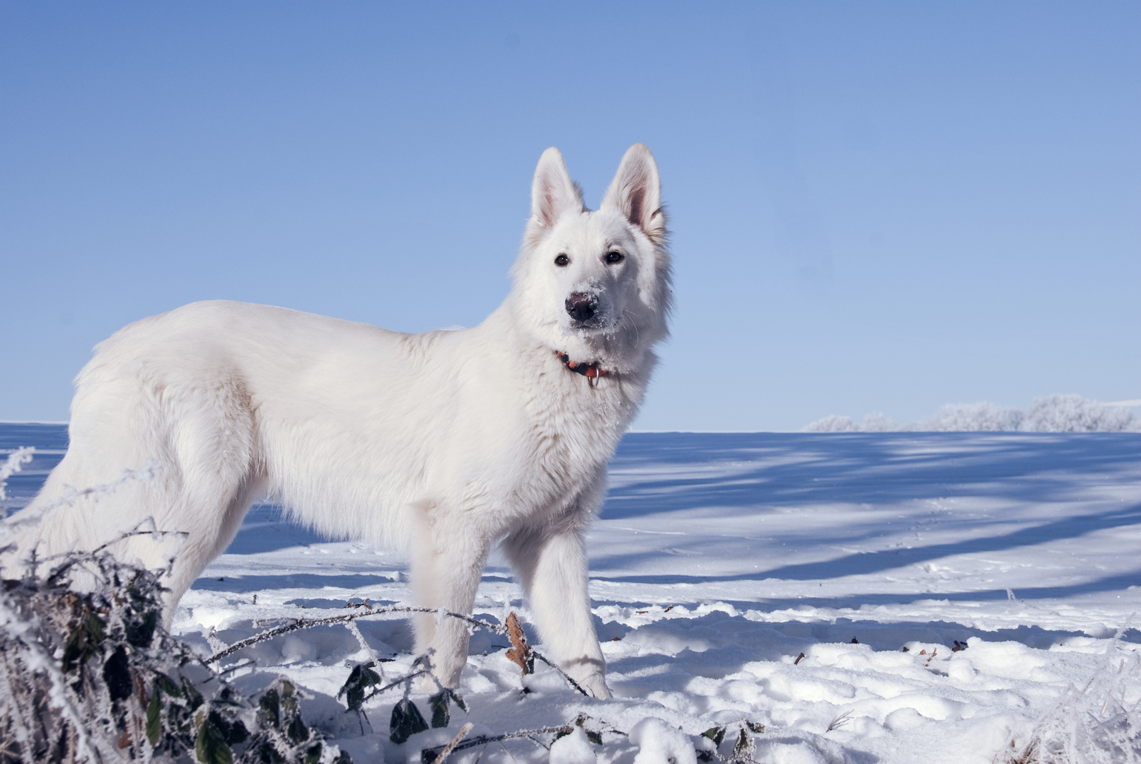 weißer schweizer Schäferhund Foto &amp; Bild | tiere, haustiere, hunde ...