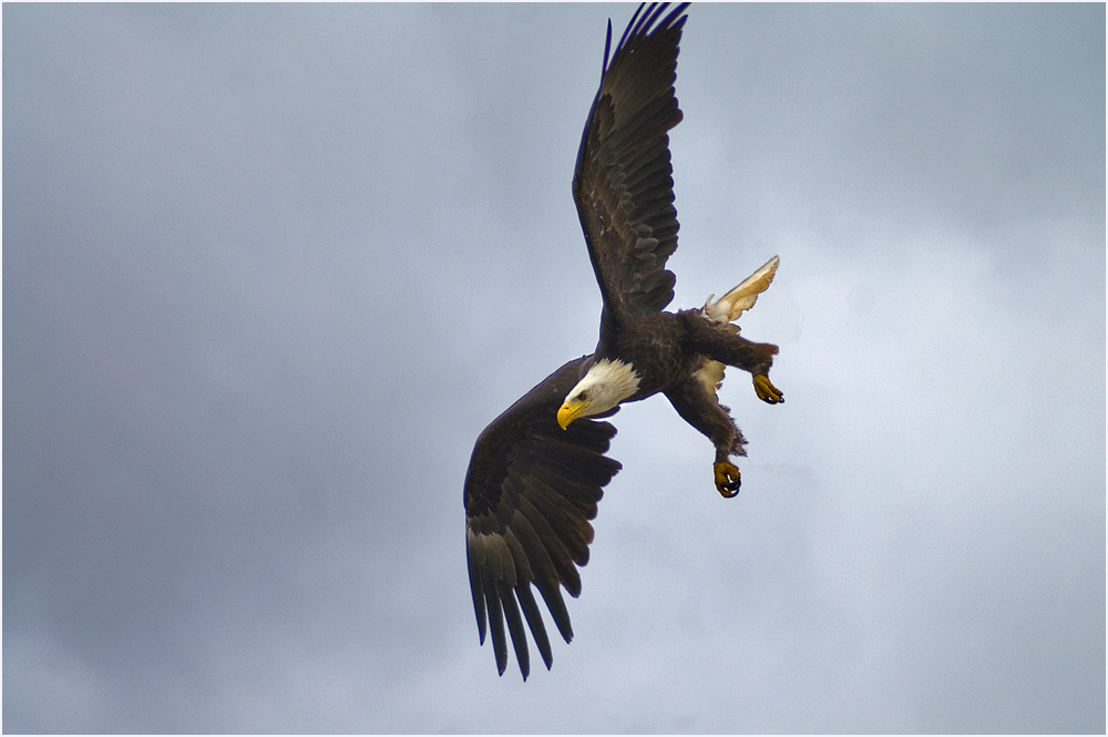 Adler Sturzflug Adler Sturzflug