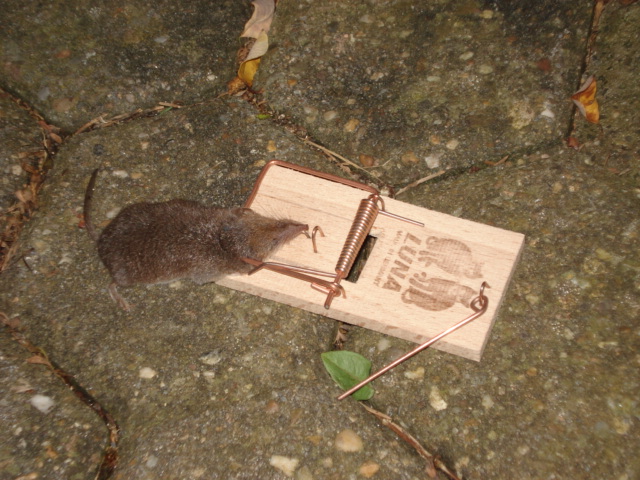 Wer Andern Eine Grube Gräbt Oder Löcher Im Garten Fällt Selbst Wer Andern Eine Grube Gräbt Oder Löcher Im Garten Fällt Selbst Hinein