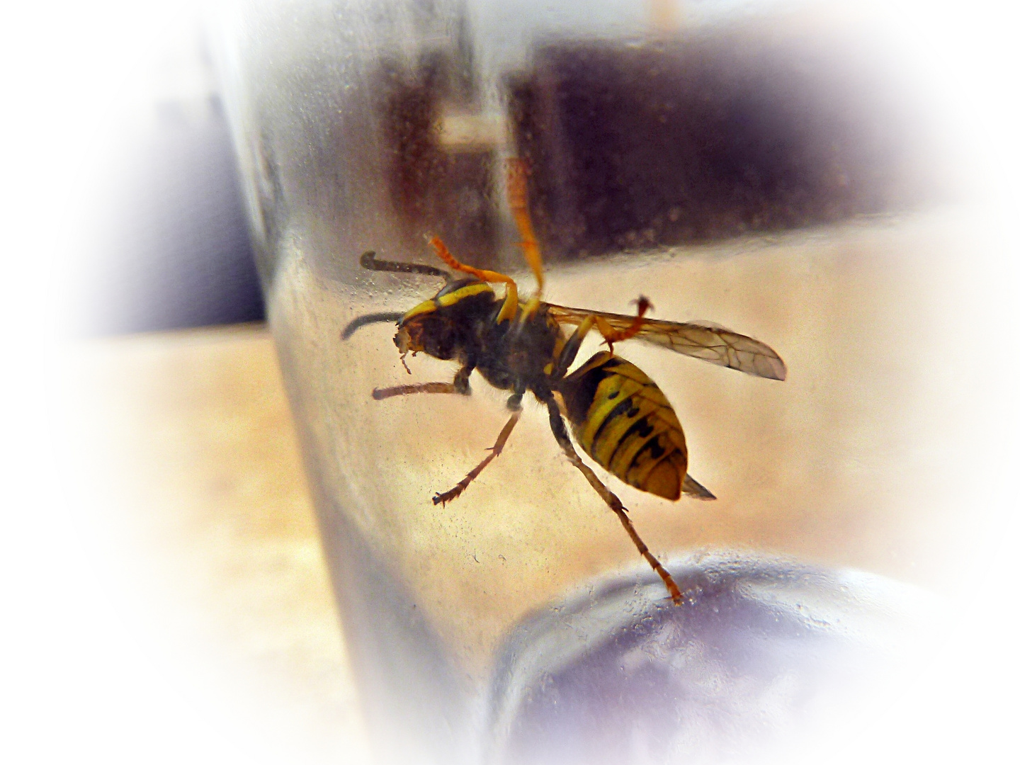 Bild Auf Glas Drucken Dm