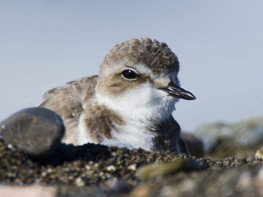Western Snowy Plover (bird) south of Villa Creek, Estero Bluffs, just north of Cayucos, CA