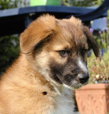 Westerwälder Kuhhund Welpen Westerwälder Kuhhund Welpen