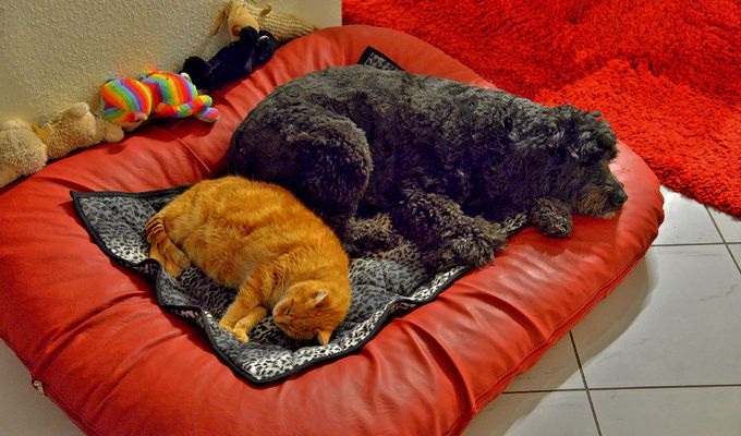 Wicky-Emily und Fuchsie schlafen zusammen (Wicky-Emily y Zorrito están durmiendo juntos)