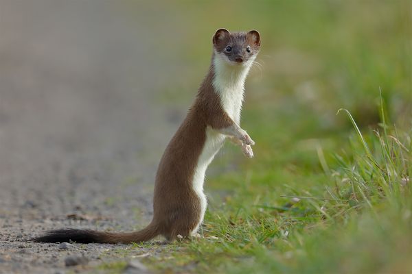 Wiesel Fotos & Bilder auf fotocommunity