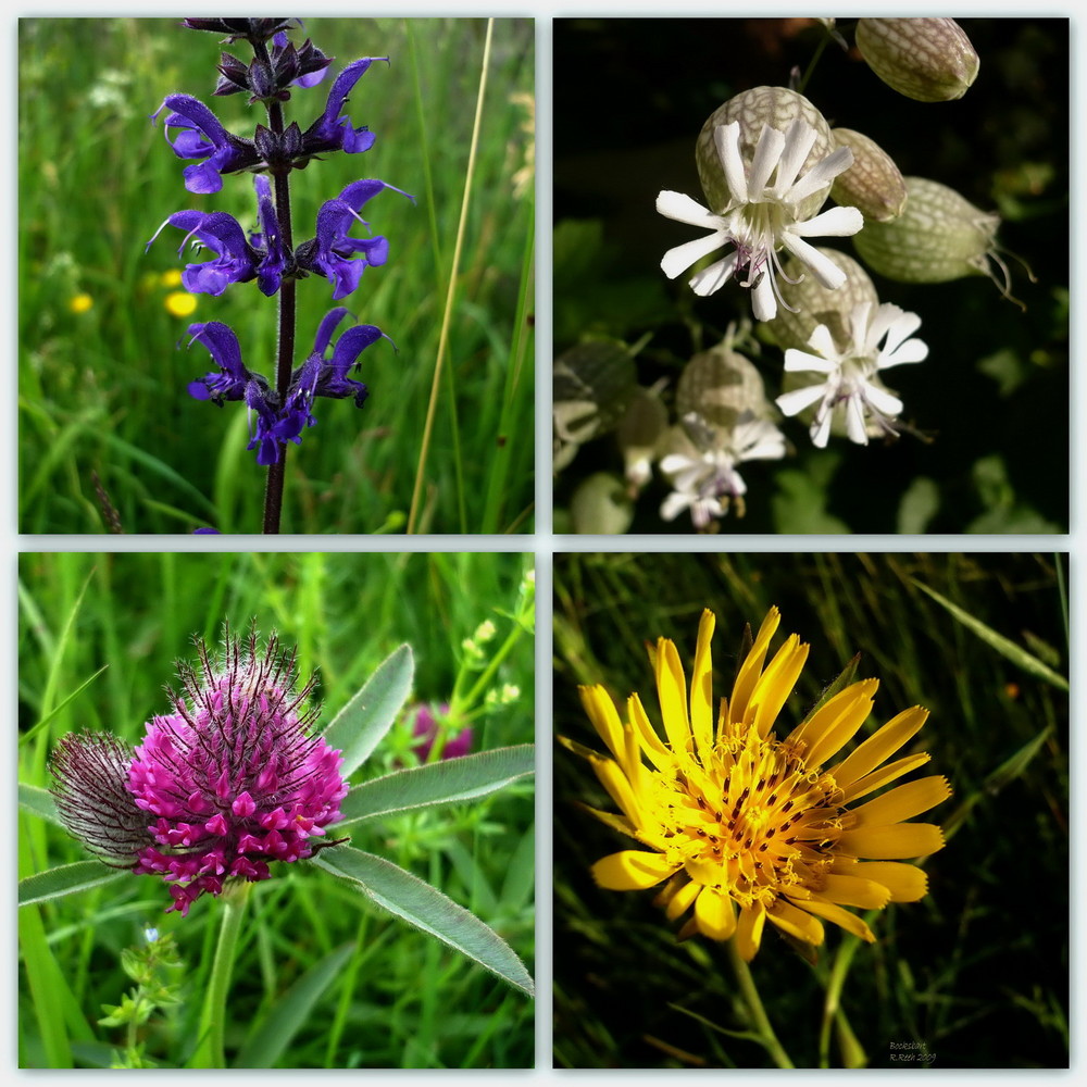 Wiesenblumen 2... Foto & Bild Natur, Blüten & Kleinpflanzen