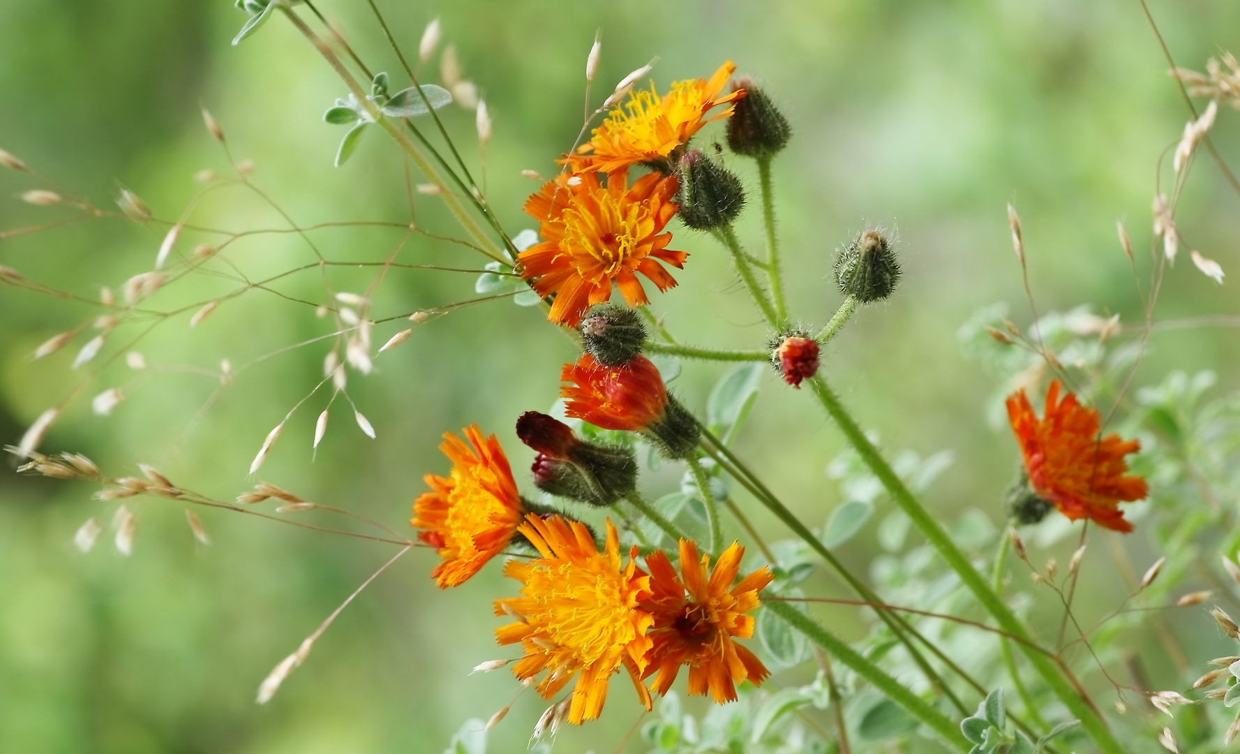 Wiesenblumen Foto & Bild jahreszeiten, sommer, blumen und blüten