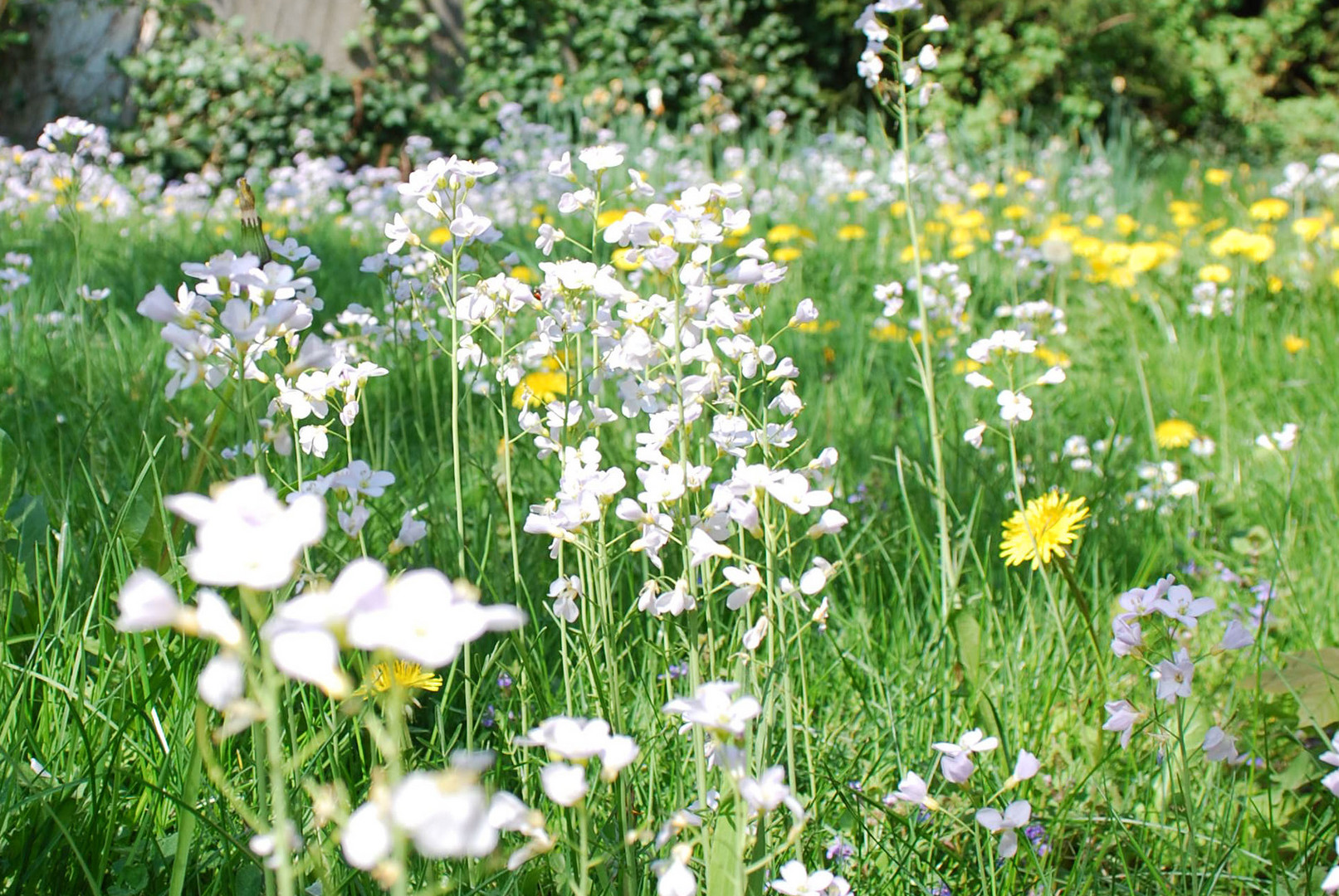 Wiesenblumen Foto & Bild | jahreszeiten, frühling, natur Bilder auf