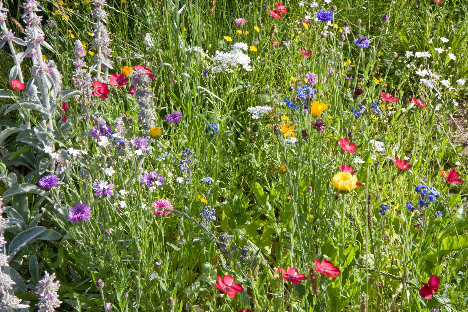 Wiesenblumen im Garten Foto & Bild pflanzen, pilze
