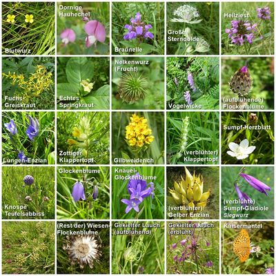 Wiesenpflanzen Fotos & Bilder auf