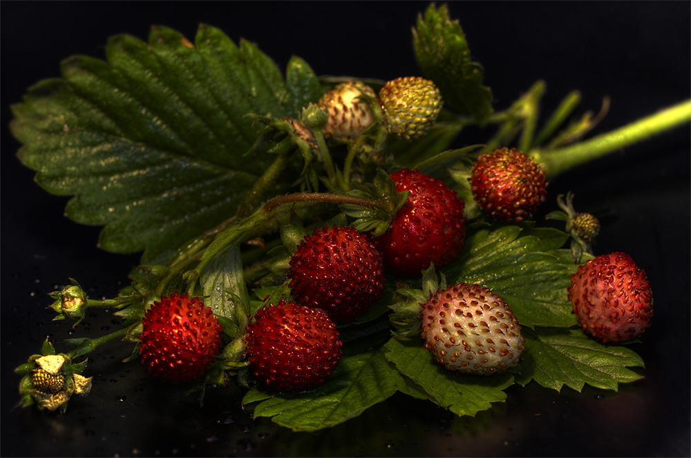 Wilde Erdbeeren Wilde Erdbeeren
