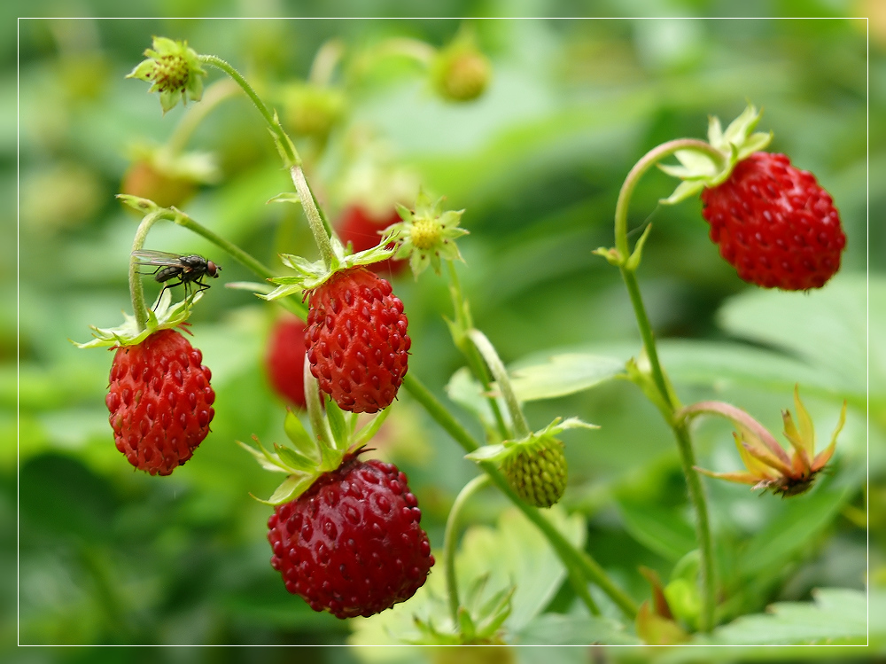 Wilde Erdbeeren Foto & Bild pflanzen, pilze & flechten, früchte und