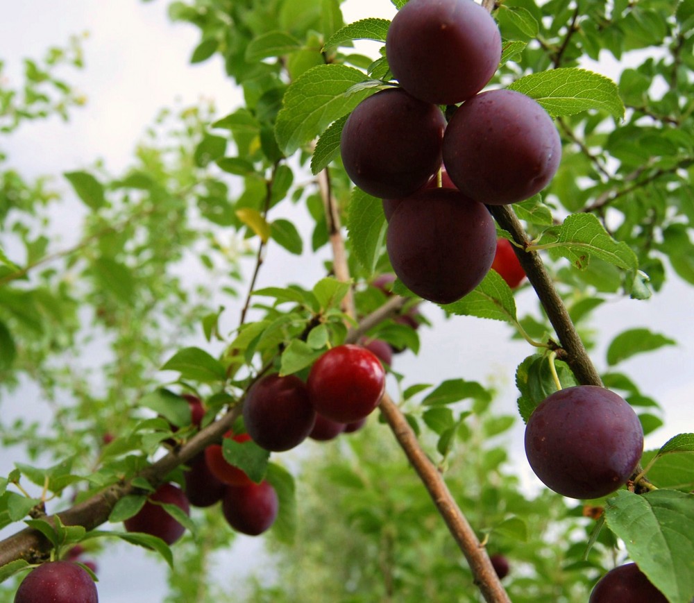 Wilde Pflaumen Foto &amp; Bild | jahreszeiten, sommer, natur Bilder auf ...