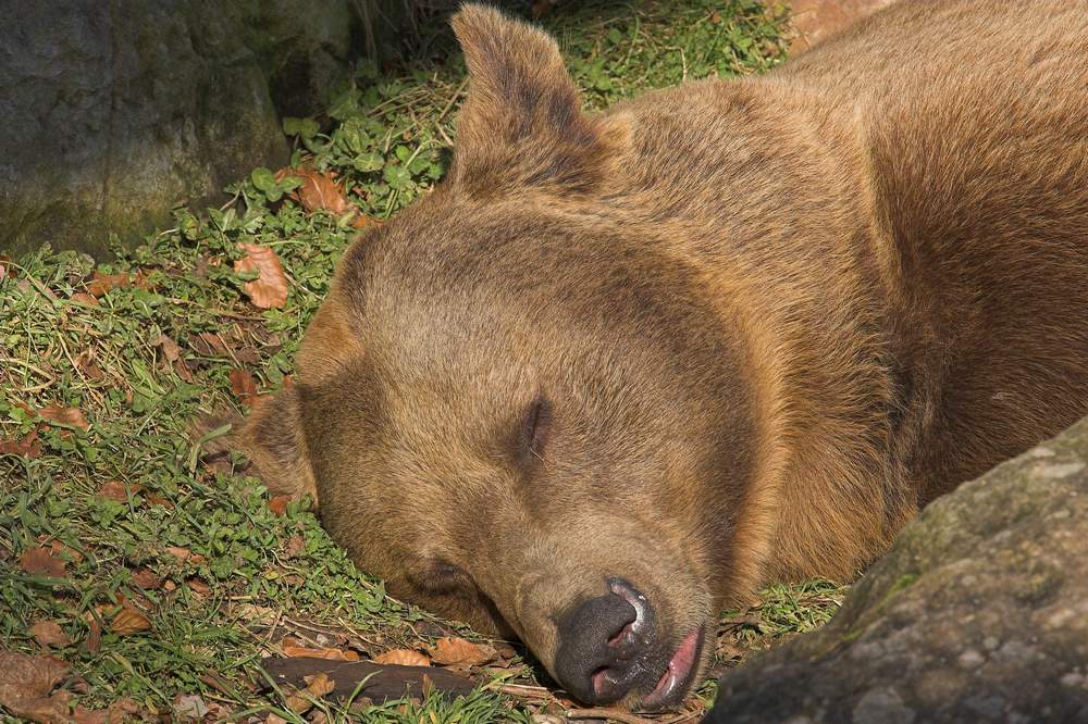 Winterschlaf Foto & Bild | tiere, zoo, wildpark & falknerei, säugetiere