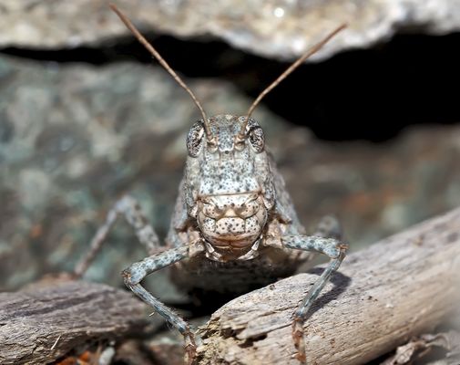Wir haben uns lange angeschaut! - Le Criquet à ailes rouges (Oedipoda germanica).