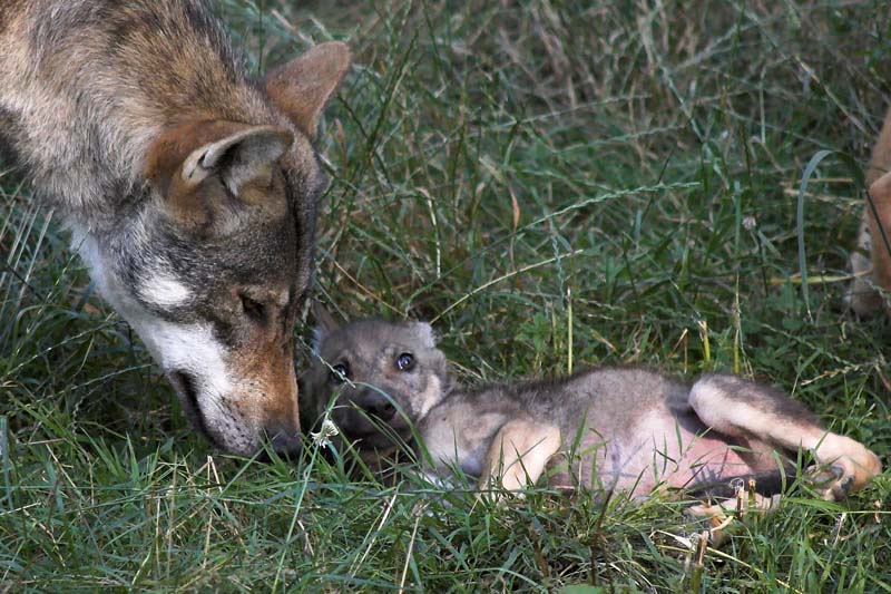 Wolfsjunge Wolfsjunge