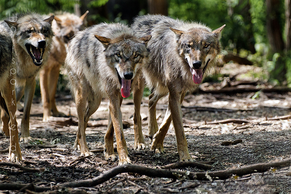 wolfsrudel-fdc75330-3442-4cdf-a399-21da08db08fb.jpg