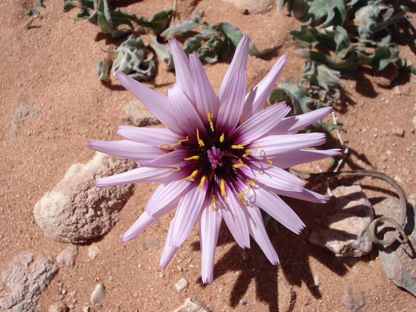 Die Wüstenblume Die Wüstenblume