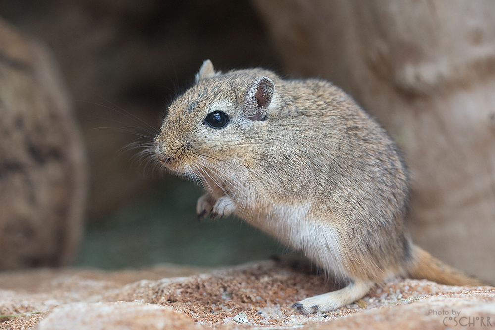 Wüstenrennmaus Foto & Bild tiere, zoo, wildpark & falknerei, säugetiere Bilder auf Wüstenrennmaus Foto & Bild tiere, zoo, wildpark & falknerei, säugetiere Bilder auf