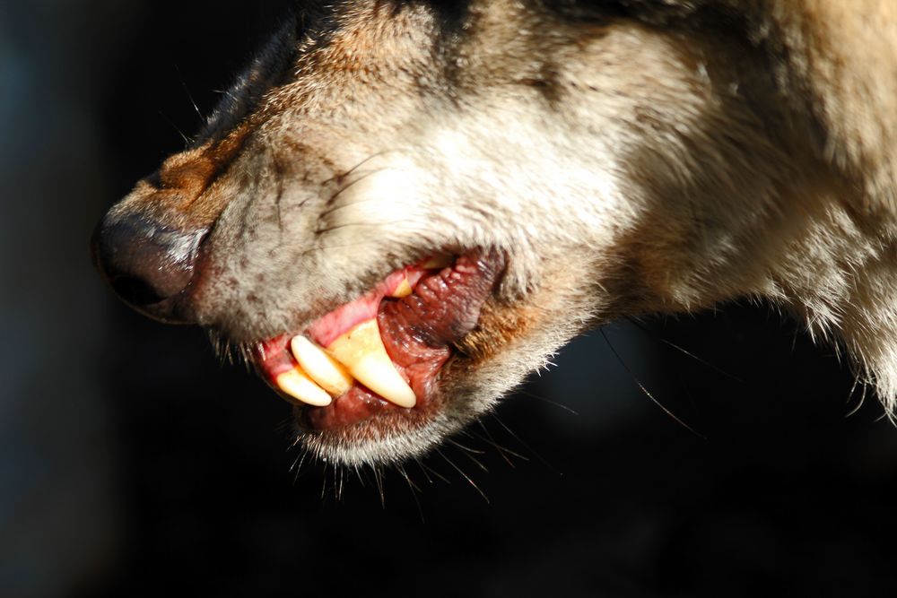 Zähne zeigen Foto & Bild tiere, zoo, wildpark & falknerei, säugetiere Bilder auf